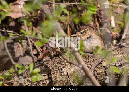 Wren reposant (troglodytes troglodytes) petit oiseau brun avec vireur sur le plumage, a une fine pointe de bec perchée sur le bois sous couvert de feuillage pour preun Banque D'Images