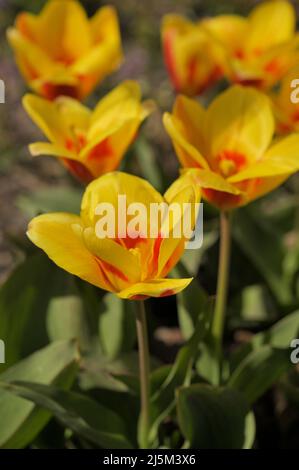 Vue rapprochée des fleurs de tulipe de nénuphars, Tulipa kaufmanniana, le cultival 'sresa' dans un jardin par une belle journée de printemps Banque D'Images