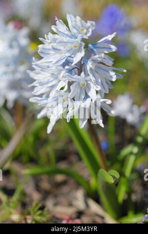 Vue rapprochée de fleurs de calmar rayé, Puschkinia smilloides, également connu comme le calmar libanais, dans un jardin en une journée ensoleillée de printemps Banque D'Images