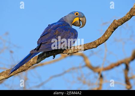 Jacinthe Macaw, Anodorhynchus hyacinthinus, grand perroquet bleu assis sur la branche avec ciel bleu foncé, Pantanal, Bolivie, Amérique du Sud. Oiseau bleu dans n Banque D'Images