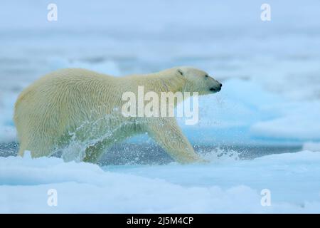 Ours polaire qui coule sur la glace avec de l'eau. Ours polaire sur la glace dérivant dans l'Arctique russe. Ours polaire dans l'habitat naturel avec la neige. Ours polaire avec splash Banque D'Images