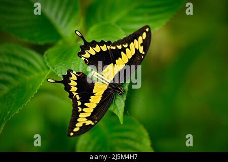 Queue d'aronde géante, Papilio thoas nealces, beau papillon du Mexique. Papillon assis sur les feuilles. Papillon du Mexique dans la forêt. Beau Banque D'Images