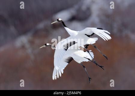 Deux grues à la volée. Oiseaux blancs volants grue à couronne rouge, Grus japonensis, à aile ouverte, arbres et neige en arrière-plan, Hokkaido, Japon. Scène de la faune Banque D'Images