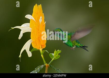 Colibri vert à fleur jaune. Émeraude occidentale, Chlorostilbon melanorhynchus, colibri dans la forêt tropicale de Colombie, bleu et vert brillant b Banque D'Images
