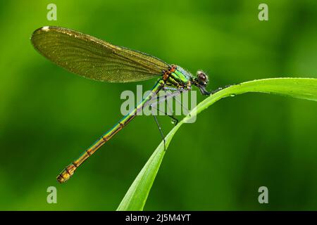 Demoiselle d'été à la libellule, Calopteryx splendens. Photo macro de libellule sur le congé. Libellule dans la nature. Dragonfly dans la nature ha Banque D'Images