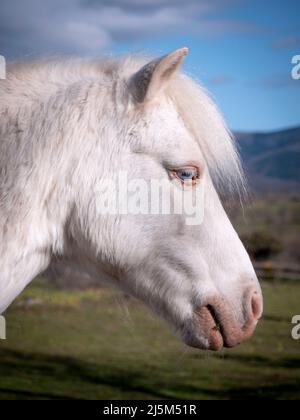 Gros plan du poney albino à yeux bleus. Banque D'Images