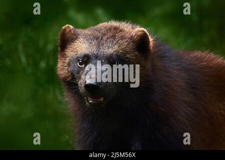 Portrait détaillé du carcajou sauvage. Portrait du carcajou. Courir tenace Wolverine en Finlande tajga. Wolverine dans la forêt. Raptor dans la na Banque D'Images