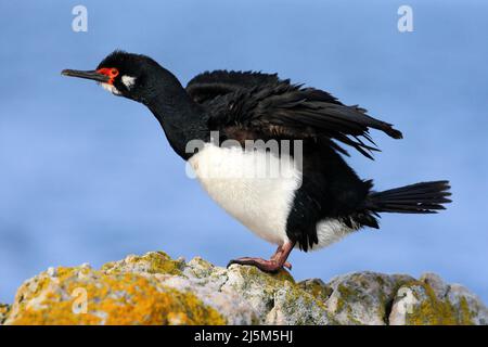 Roche Shag, Phalacrocorax magellanicus. Cerf de roche cormorant noir et blanc avec bec rouge. Oiseau de mer assis sur la pierre. Cormorant avec mer bleue dans le TH Banque D'Images