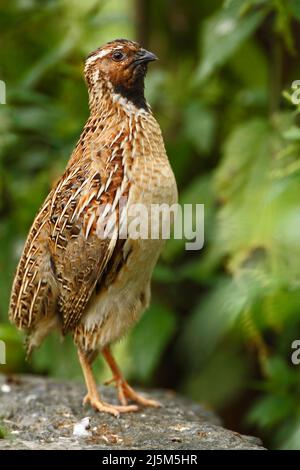 Quail commun, Coturnix coturnix, oiseau dans l'habitat naturel. Caille assise sur la pierre. Caille dans la forêt. Banque D'Images