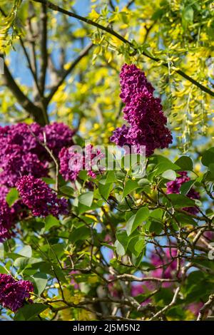 Lilas et laburnum poussent au printemps à proximité dans une banlieue londonienne. L'arbre lilas a une forme conique, des fleurs pourpres profondes, et le laburnham arbre Banque D'Images