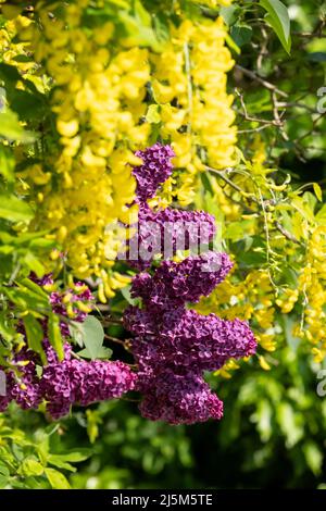 Lilas et laburnum poussent au printemps à proximité dans une banlieue londonienne. L'arbre lilas a une forme conique, des fleurs pourpres profondes, et le laburnham arbre Banque D'Images