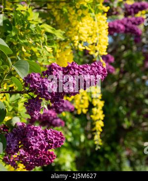 Lilas et laburnum poussent au printemps à proximité dans une banlieue londonienne. L'arbre lilas a une forme conique, des fleurs pourpres profondes, et le laburnham arbre Banque D'Images