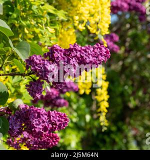 Lilas et laburnum poussent au printemps à proximité dans une banlieue londonienne. L'arbre lilas a une forme conique, des fleurs pourpres profondes, et le laburnham arbre Banque D'Images