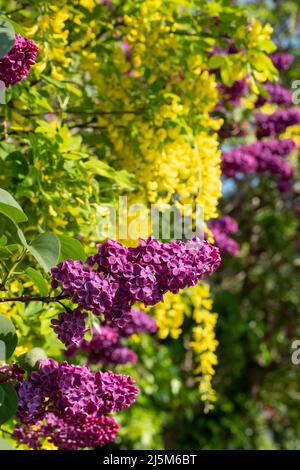 Lilas et laburnum poussent au printemps à proximité dans une banlieue londonienne. L'arbre lilas a une forme conique, des fleurs pourpres profondes, et le laburnham arbre Banque D'Images