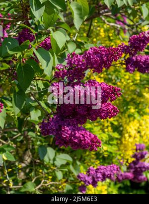 Lilas et laburnum poussent au printemps à proximité dans une banlieue londonienne. L'arbre lilas a une forme conique, des fleurs pourpres profondes, et le laburnham arbre Banque D'Images