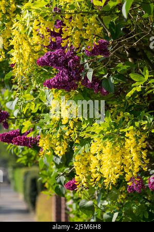 Lilas et laburnum poussent au printemps à proximité dans une banlieue londonienne. L'arbre lilas a une forme conique, des fleurs pourpres profondes, et le laburnham arbre Banque D'Images