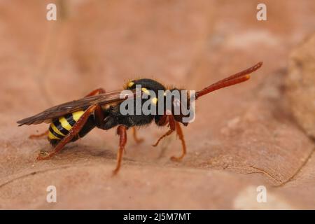 Gros plan sur une femelle rouge colorée Orange Horned Nomad Bee, Nomada fulvicornis assis sur une feuille séchée Banque D'Images