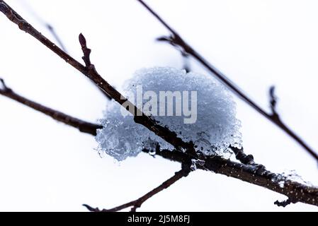 gros plan extrême de la neige fondante sur une branche d'arbre Banque D'Images