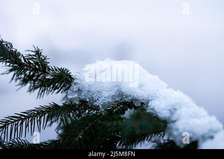 gros plan extrême de la neige fondante sur une branche d'arbre Banque D'Images