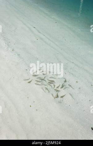 Pêchez en mer sur l'île de Bangaram, Lakshadweep, Inde. Beauté naturelle de l'île avec sable blanc et eau de mer claire. Banque D'Images