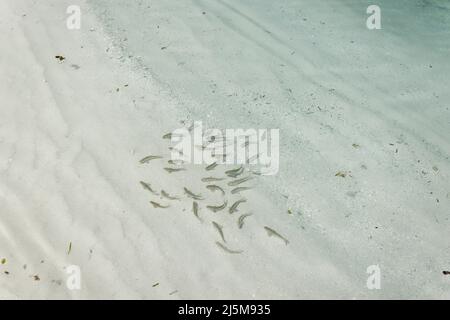 Pêchez en mer sur l'île de Bangaram, Lakshadweep, Inde. Beauté naturelle de l'île avec sable blanc et eau de mer claire. Banque D'Images