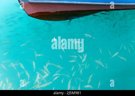 Pêchez en mer sur l'île de Bangaram, Lakshadweep, Inde. Beauté naturelle de l'île avec sable blanc et eau de mer claire. Banque D'Images