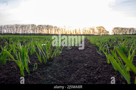 De jeunes semis de blé poussent dans le champ. Blé vert ou orge, longues rangées avec de jeunes feuilles sur fond de coucher de soleil Banque D'Images