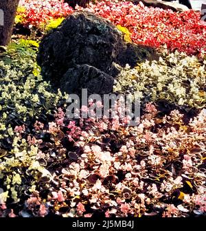 Branson, Missouri États-Unis 3 juin 1994 : promenades en été avec arrangements floraux au parc à thème de Silver Dollar City près de Branson, Missouri. Banque D'Images