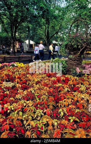 Branson, Missouri États-Unis 19 avril 1992 : les arrangements floraux de printemps font des allées dans le parc à thème de Silver Dollar City près de Branson, Missouri, pendant leur festival des fleurs. Banque D'Images