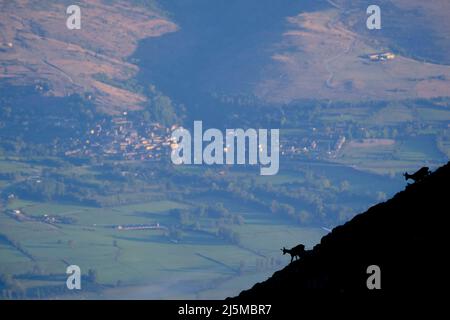 Deux chamois pyrénéens (Rupicapra pyrenaica) sur une crête rocheuse avec un petit village en arrière-plan. Catalogne. Espagne. Banque D'Images