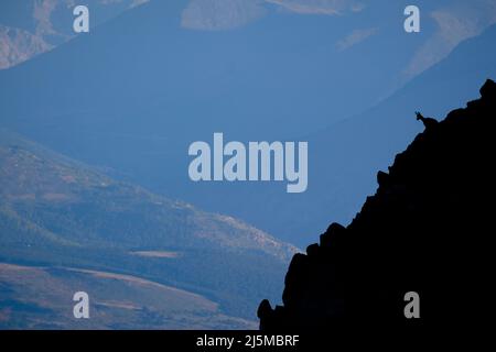 Une femelle de chamois pyrénéen (Rupicapra pyrenaica) qui regarde d'une crête rocheuse. Catalogne. Espagne. Banque D'Images