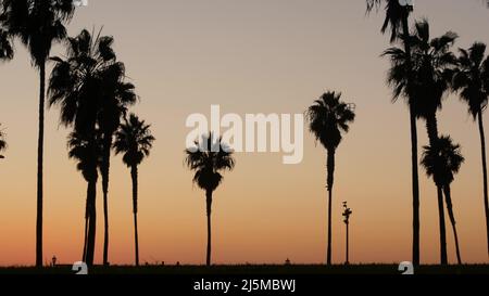 Ciel orange et violet, silhouettes de palmiers sur la plage au coucher du soleil, côte californienne, États-Unis.Parc en bord de mer au coucher du soleil à San Diego, Mission Beach Vacations Resort.Les gens qui marchent au crépuscule le soir. Banque D'Images