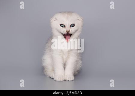 Petit chaton écossais grimaces et meows sur fond gris Banque D'Images