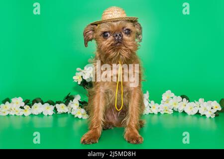 Brussels Griffon race chien sur un fond vert dans un chapeau de paille Banque D'Images