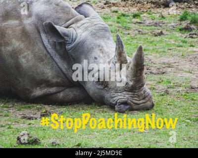 Gros plan sur Rhino dans une enceinte de zoo, avec le message Arrêter le braconnage maintenant. Banque D'Images