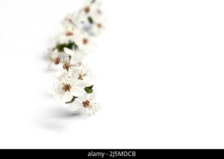 Doux foyer de délicates brindilles de printemps en fleurs de cerises avec de belles fleurs blanches sur un fond blanc. Mise au point floue, espace de copie. Banque D'Images