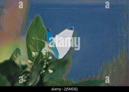 Illustration du papillon blanc de chou, avec une teinte bleue. Banque D'Images