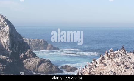 Troupeau de pélicans bruns sur la falaise, île rocheuse dans l'océan, paysage de point Lobos, faune de Monterey, côte californienne, États-Unis.Les grandes vagues se brisent, les oiseaux volent.Nombreux pelecanus nichant, colonie d'animaux sauvages. Banque D'Images