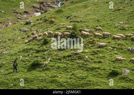 Grande herbe de moutons paissant dans les montagnes. Banque D'Images