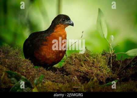 Caille de bois à dos foncé - Odontophorus melanonotus espèces d'oiseaux de la famille des Odontophoridae, la caille du Nouveau monde, que l'on trouve en Colombie et en Equateur Banque D'Images