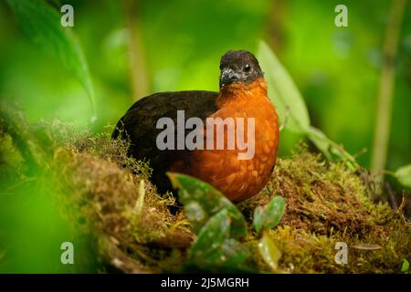Caille de bois à dos foncé - Odontophorus melanonotus espèces d'oiseaux de la famille des Odontophoridae, la caille du Nouveau monde, que l'on trouve en Colombie et en Equateur Banque D'Images