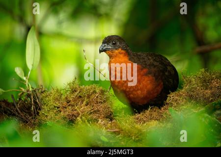 Caille de bois à dos foncé - Odontophorus melanonotus espèces d'oiseaux de la famille des Odontophoridae, la caille du Nouveau monde, que l'on trouve en Colombie et en Equateur Banque D'Images