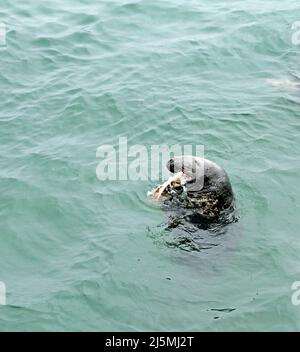 Un phoque gris mâle (Halichoerus grypus atlanttica) mangeant un aiguillat dans les eaux du port de Chatham à la jetée de Chatham Fish Pier, Cape Cod, Massachusetts Banque D'Images