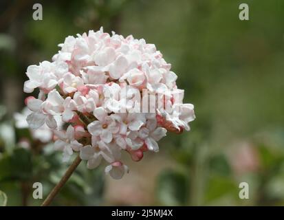 Gros plan de Viburnum carlesii, également connu sous le nom de viburnum aux épices coréennes Banque D'Images