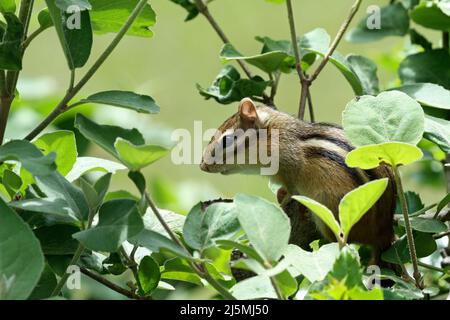 Vue latérale d'un chipmunk de l'est (Tamias striatus) reposant dans une brousse de viburnum au printemps Banque D'Images