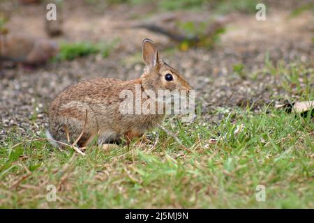 Un lapin en queue de cotonnière de l'est (Sylvilagus floridanus) en alerte qui mange une lame d'herbe pendant un été en Nouvelle-Angleterre Banque D'Images