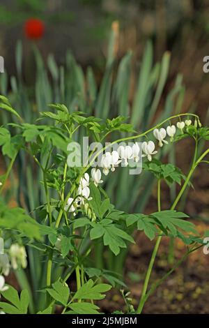 Un groupe de fleurs vivaces de coeur blanc de saignement (Dicentra spectabilis) dans un jardin de la Nouvelle-Angleterre au printemps avec une tulipe rouge en arrière-plan Banque D'Images