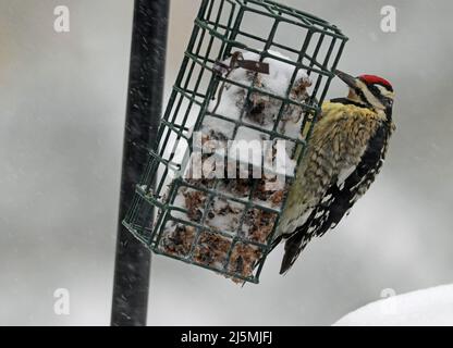 Gros plan d'un sapsucker à ventre jaune mâle (Sphyrapicus varius) mangeant à une station d'alimentation en hiver en Nouvelle-Angleterre Banque D'Images