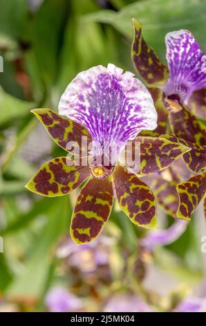 L'orchidée en fleurs au printemps montre la belle fleur rose et les feuilles saines. Mise au point empilée pour assurer la netteté de toute la fleur. Banque D'Images