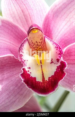 Belle orchidée Cymbidium rose fleurir au printemps dans un jardin sauvage. Les images étaient empilées pour obtenir la mise au point complète de la fleur. Banque D'Images